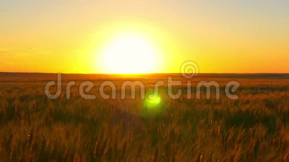 金色夕阳下的小麦穗视频的预览图