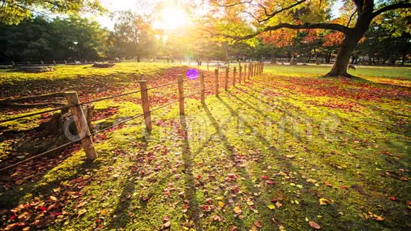日本秋季奈良公园的时间流逝视频的预览图