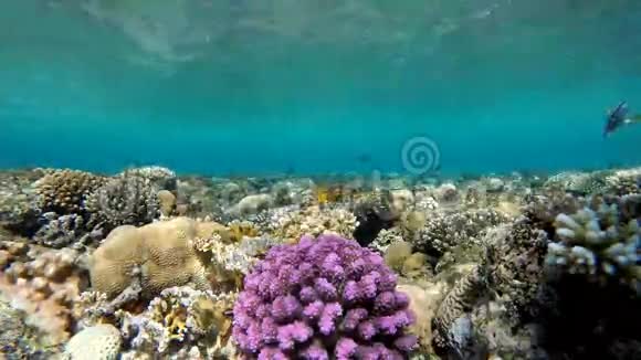 海洋的深度珊瑚礁视频的预览图