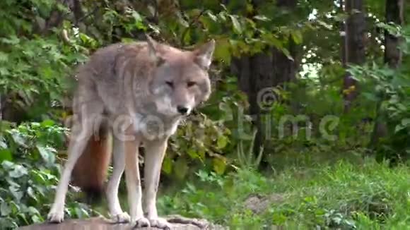 一只孤独的野狼视频的预览图