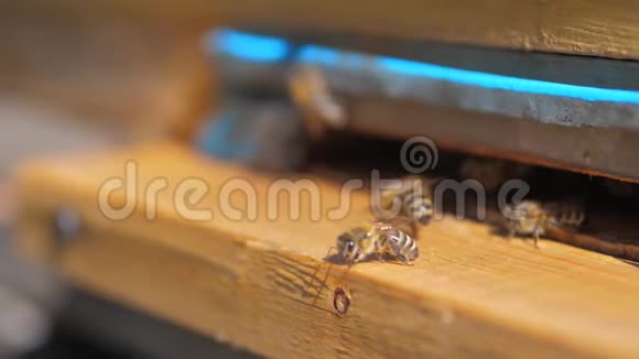 慢动作生活方式视频日记一群蜜蜂飞到蜂巢里收集花粉熊蜜养蜂概念视频的预览图