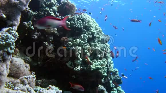 五颜六色的鱼在生机勃勃的珊瑚礁和潜水员红海埃及视频的预览图