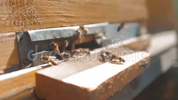 慢动作视频日记一群蜜蜂飞到蜂巢里收集花粉熊蜜养蜂生活方式概念视频的预览图