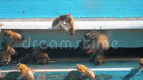 慢动作视频日记一群蜜蜂飞到蜂巢里收集花粉熊蜜养蜂概念视频的预览图