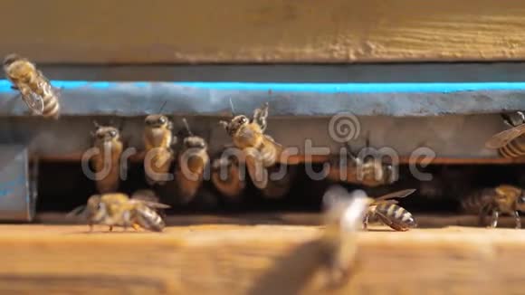 慢生活方式运动视频日记一群蜜蜂飞到蜂巢里收集花粉熊蜜养蜂概念视频的预览图