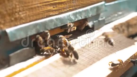 慢动作录像一群蜜蜂飞到蜂巢里收集花粉熊蜜蜜蜂生活方式视频的预览图