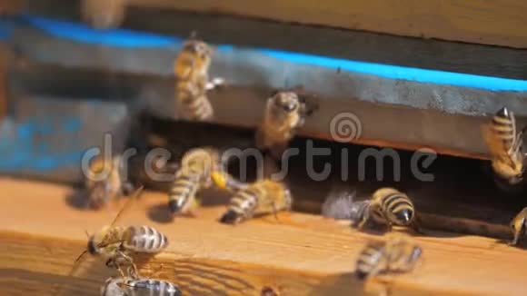 慢动作视频日记一群蜜蜂飞进蜂巢收集花粉生活方式蜂蜜养蜂概念视频的预览图