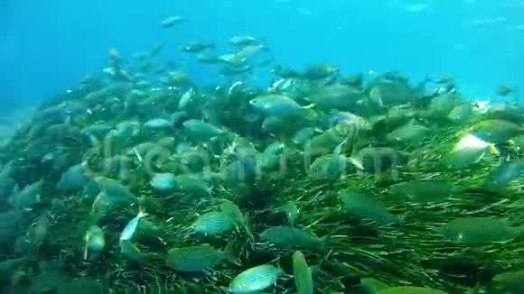 地中海潜水塞勒马学校视频的预览图