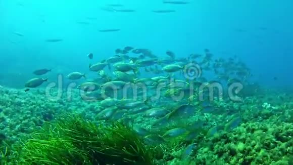 地中海潜水塞勒马学校视频的预览图