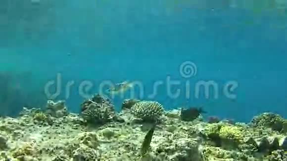 夏天大海珊瑚礁视频的预览图