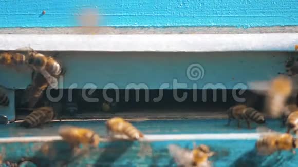 慢动作视频日记一群蜜蜂飞到蜂巢里收集花粉熊蜜养蜂生活方式概念视频的预览图