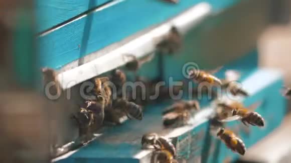 慢动作视频日记一群蜜蜂飞到蜂巢里收集花粉熊蜜生活方式养蜂概念视频的预览图