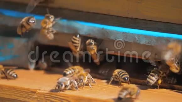 慢动作视频日记一群蜜蜂飞到蜂巢里收集花粉熊蜂蜜的生活方式养蜂概念视频的预览图