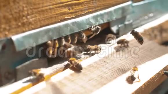 慢动作录像一群蜜蜂飞到蜂巢里收集花粉熊蜜养蜂概念蜜蜂农业视频的预览图