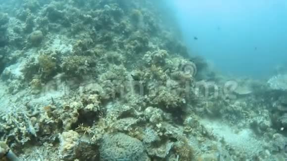 一张带鱼的珊瑚礁照片视频的预览图