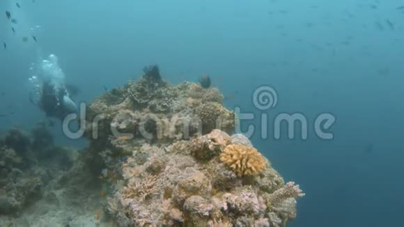 珊瑚礁和潜水器水下视频的预览图