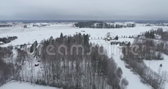 雪中冻树的空中镜头下雪了自然景观视频的预览图