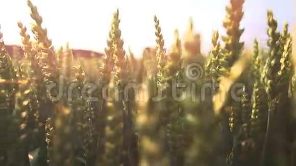 太阳耀斑小麦玉米地慢运动视频的预览图