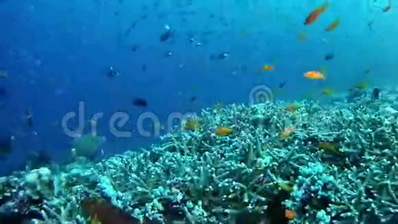 潜水马尔代夫水下景观视频的预览图