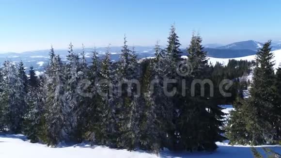 冬天的雪树鸟瞰飞过大自然视频的预览图