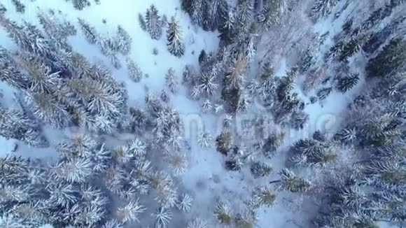 冬天的雪树空中景色飞越大自然视频的预览图