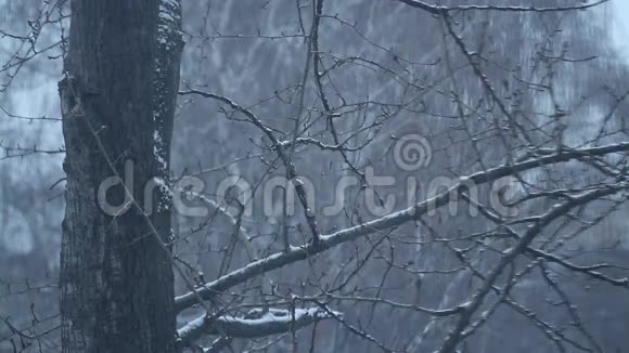 冬天降雪在大自然中视频的预览图
