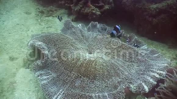 海葵中的海葵视频的预览图