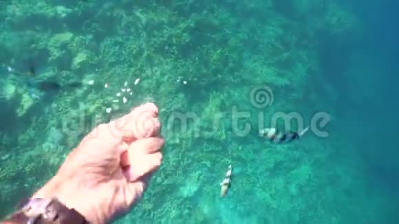 珊瑚礁和热带鱼菲律宾视频的预览图