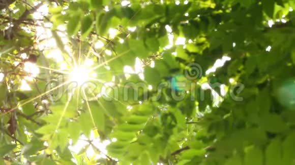 泰国香麦树叶随阳光移动视频的预览图