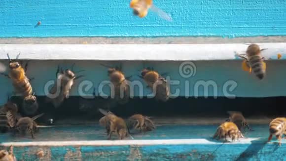 慢动作视频日记一群蜜蜂飞到蜂巢里收集花粉熊蜜养蜂概念生活方式视频的预览图