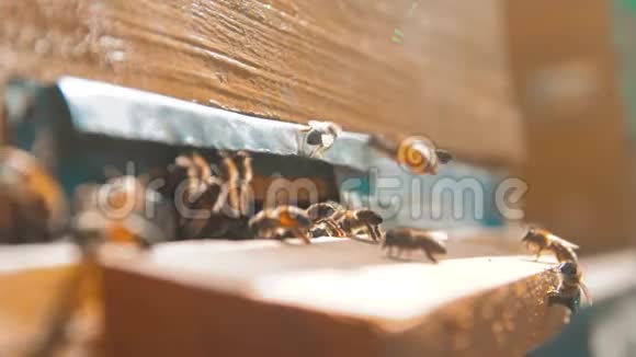 慢动作录像一群生活方式的蜜蜂飞到蜂巢里收集花粉熊蜂蜜养蜂概念视频的预览图
