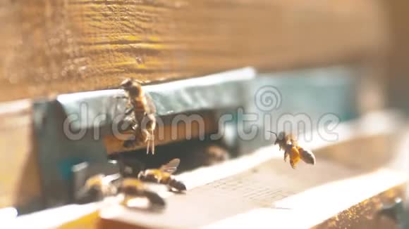 慢动作录像一群蜜蜂飞到蜂巢里收集花粉熊的生活方式蜂蜜养蜂概念视频的预览图