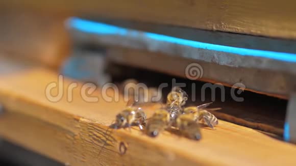 慢动作视频日记一群蜜蜂把生活方式飞到蜂巢里收集花粉熊蜂蜜养蜂概念视频的预览图