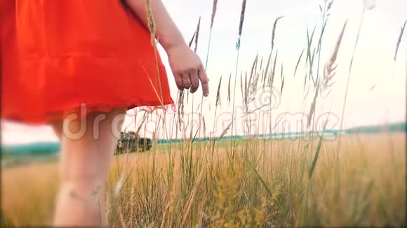 加上尺寸时尚模特在慢动作视频上行走的草地大自然的肥婆在田野里撒草花视频的预览图