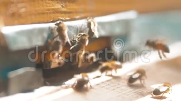 慢动作录像一群蜜蜂飞入蜂巢的生活方式收集花粉熊蜂蜜养蜂概念视频的预览图