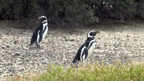 帕塔哥尼亚的麦哲伦企鹅视频的预览图