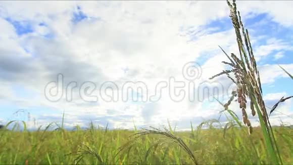 绿色稻田泰国美丽的风景视频的预览图