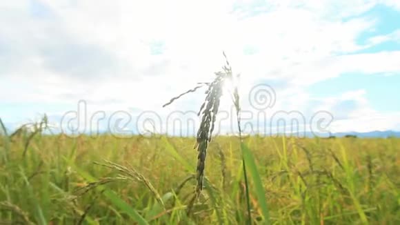 绿色稻田泰国美丽的风景视频的预览图