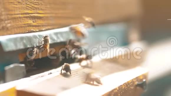 慢动作录像一群蜜蜂飞入蜂巢收集花粉蜂蜜的生活方式养蜂概念视频的预览图