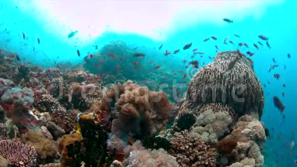 4k珊瑚礁有健康的硬珊瑚和丰富的鱼类视频的预览图