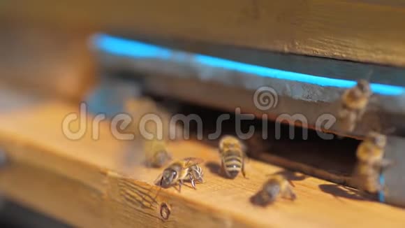 慢动作视频日记一群生活方式的蜜蜂飞到蜂巢里收集花粉熊蜂蜜养蜂概念视频的预览图