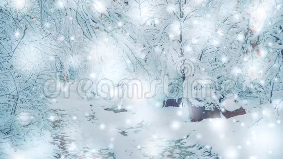 积雪覆盖的树木在冬季种植森林过滤效果好视频的预览图