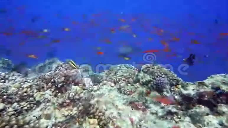 五颜六色的珊瑚礁视频的预览图