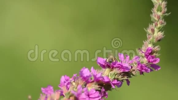 美丽的春天粉红色的花飞蜂视频的预览图