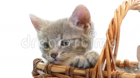 小猫在篮子里视频的预览图