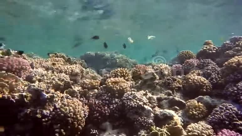 五颜六色的珊瑚礁视频的预览图