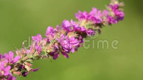 美丽的春天粉红色的花飞蜂视频的预览图