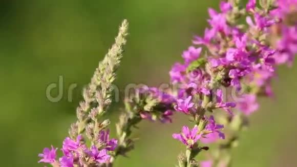 美丽的春天粉红色的花飞蜂视频的预览图