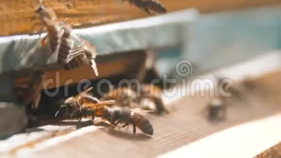 慢动作录像一群蜜蜂的生活方式飞入蜂巢收集花粉熊蜂蜜养蜂概念视频的预览图