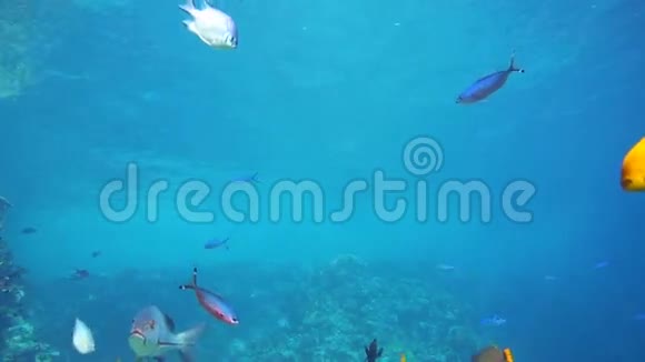 一大群鱼在红海里游泳视频的预览图